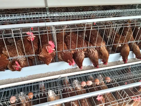 Brown layer hens feeding from the trough in an OMUHESI FARMS cage house