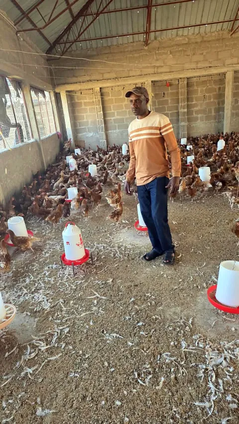Birds in a floor-reared poultry house