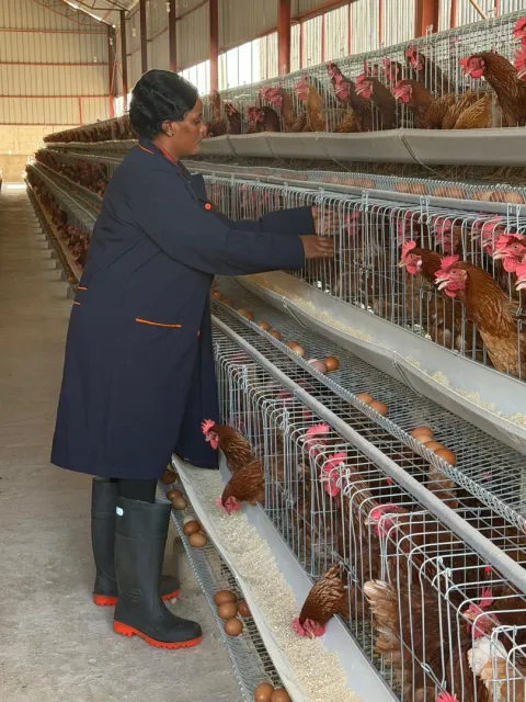 Checking the birds along the cage tiers