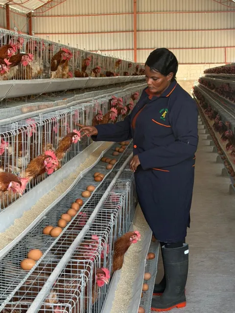 Checking the hens and fresh eggs on the cage tier