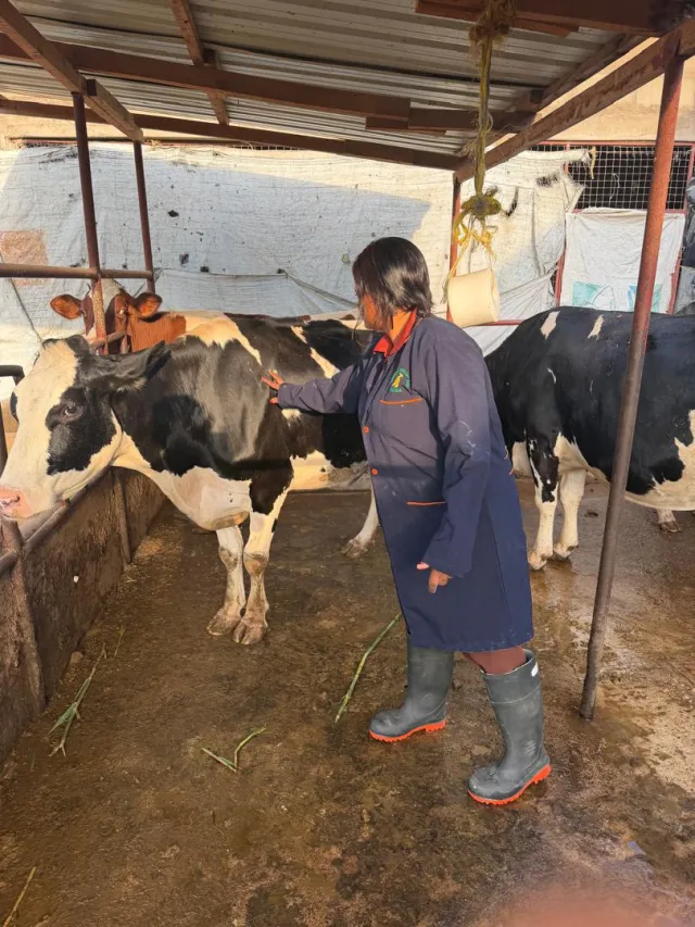 Friesian dairy cows with their handler in the cattle shed