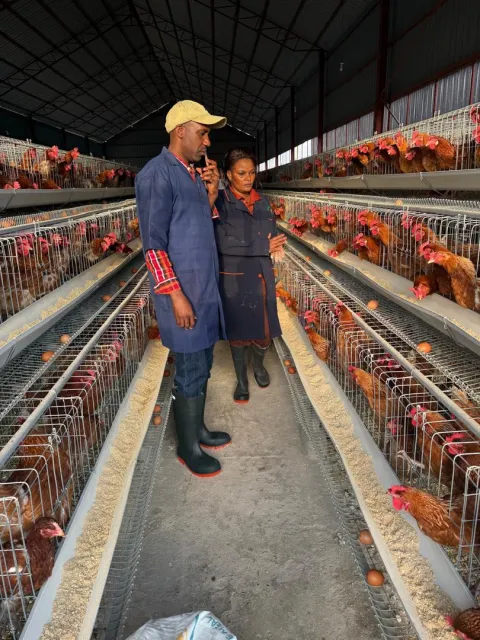 Two team members at work in the layer house