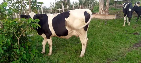 Black and white dairy cows grazing