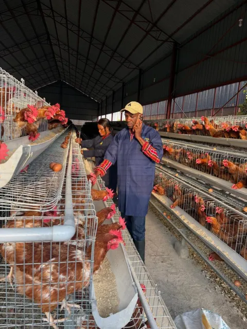 Inspecting hens and feed along a cage row