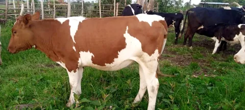 Red and white dairy cow on pasture