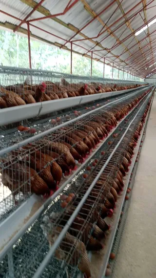 A long row of multi-tier layer cages inside our layer house
