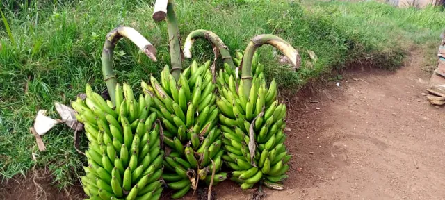 Green banana bunches ready for market