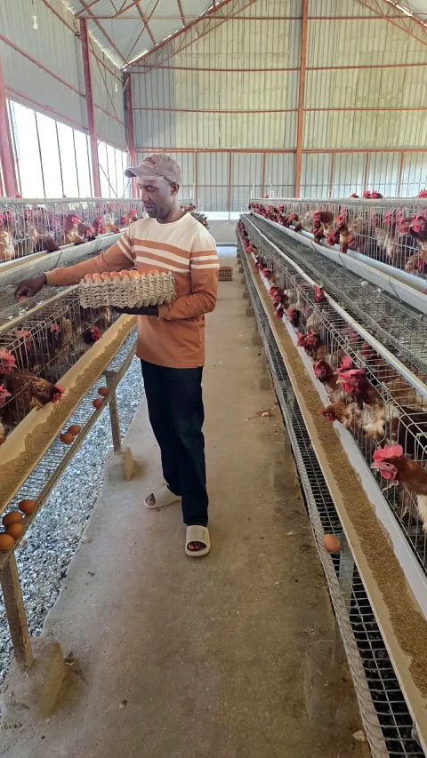 A team member checking hens in the layer house