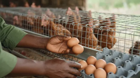 Collecting fresh eggs into trays