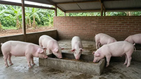 Healthy pigs in a clean pen