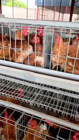 Healthy layer hens close up in their cages