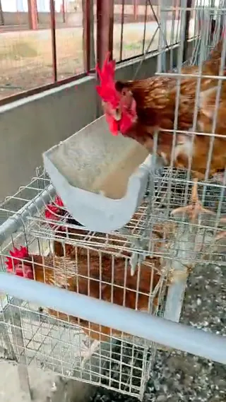 Feed trough running along every cage tier