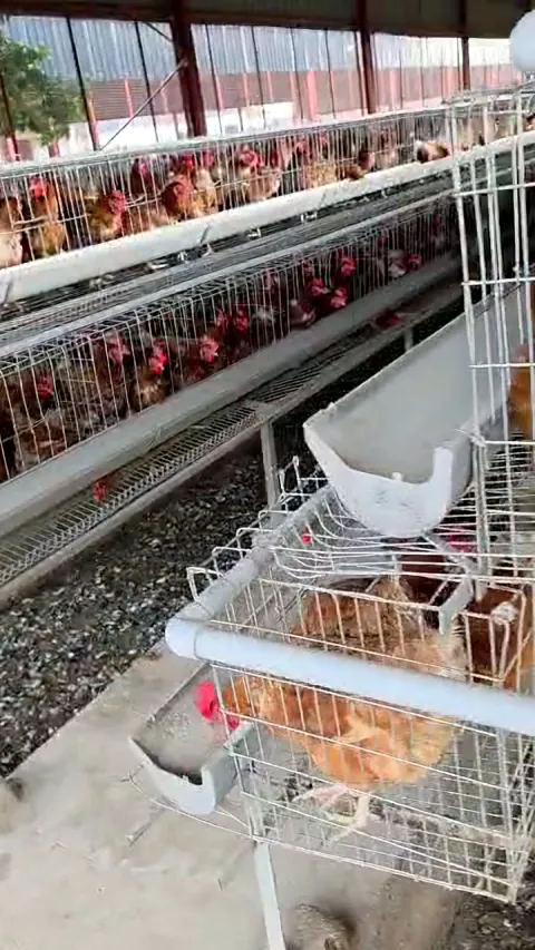 End of a cage row with egg collection rails